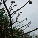 Edgeworthia chrysantha Rhisgl