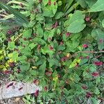 Bistorta amplexicaulis Frunză