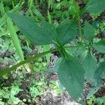 Echinacea purpurea Hoja