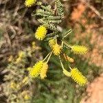 Vachellia farnesianaFlor