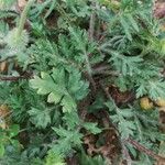 Papaver hybridum Leaf