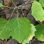 Populus grandidentata Folha