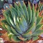 Aloe polyphylla Blad