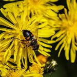 Crepis biennisBlomst