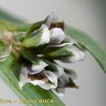 Polygonum raii Цвят