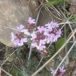 Thymus embergeri फूल
