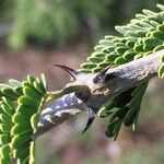 Senegalia senegal Лист