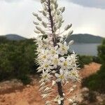 Charybdis maritima Flower