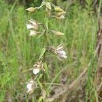 Epipactis palustrisFlor