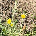 Tragopogon dubiusKwiat