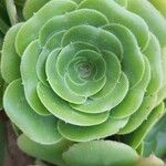 Aeonium aureum Φύλλο