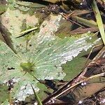 Nymphaea lotus Leaf