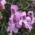 Angelonia biflora Flor