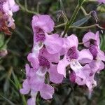 Angelonia biflora Kukka