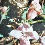 Malvella leprosa Flower