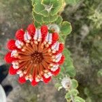Banksia coccinea Floare