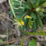 Biophytum umbraculum Fruto