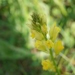 Polygala flavescens फूल