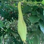 Luffa acutangula Frucht