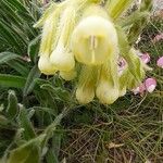 Onosma helvetica Flower