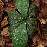Pavetta microthamnus Leaf