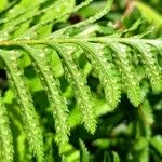 Polystichum munitum Foglia