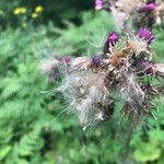 Cirsium palustre Fruit