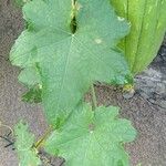 Luffa cylindrica برگ