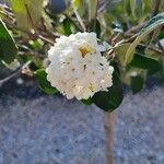 Viburnum carlesiiЦвят