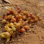 Sesuvium portulacastrum Õis