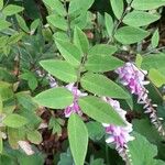 Indigofera incarnata Frunză