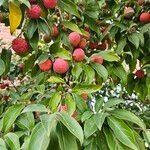 Cornus capitata Fruto