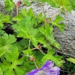 Geranium pyrenaicumЦветок