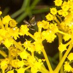 Cachrys sicula 花