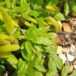 Cleome dodecandra Leaf