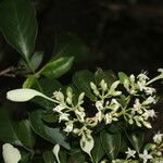 Calycophyllum candidissimum Flor