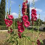 Alcea roseaFlower