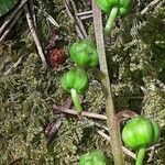 Pyrola chlorantha ফল