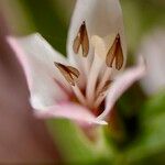 Coutoubea ramosa Flower