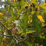 Combretum micranthum Blatt