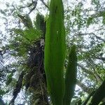 Antrophyum boryanum Hoja