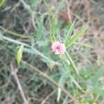 Lathyrus marmoratus Kvet
