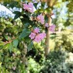Abelia x grandiflora Flor
