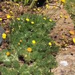 Cotula hispida Flor