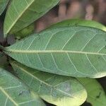 Ficus cyathistipula Blatt
