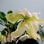 Helleborus niger Virág