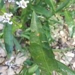 Dianthera americana Leaf