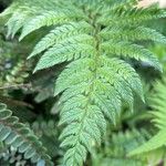 Polystichum rigens