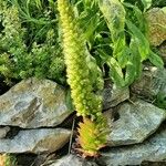 Orostachys spinosa Flor