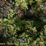 Galium tendae Other